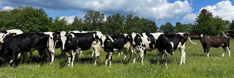 holstein, nötkreatur, kor