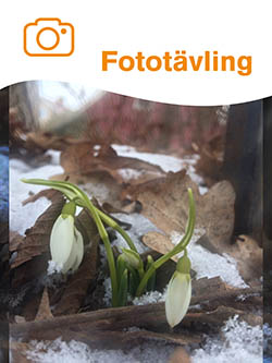 Bildnotis från Facebook om fototävlingen Vårtecken 2017