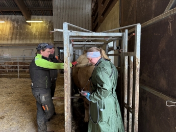 Anna Rudmark från Växa genomför en undersökning på Utdala gård. Foto: Växa
