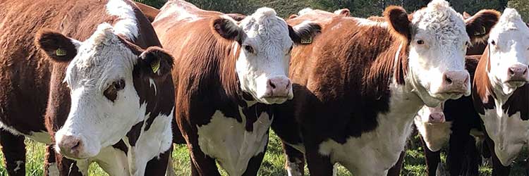 Herefordtjurar