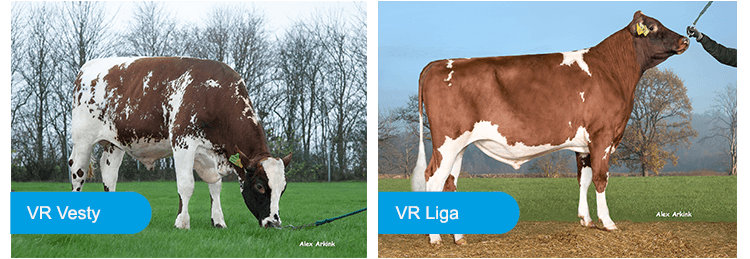 VR Vesty och VR Liga