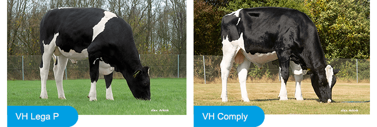 VH Lega P och VH Comply