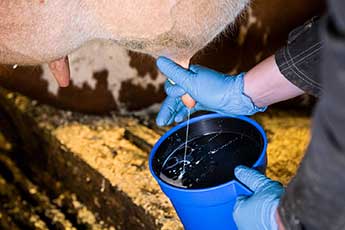 Veterinär undersöker mjölk i kontrollkärl