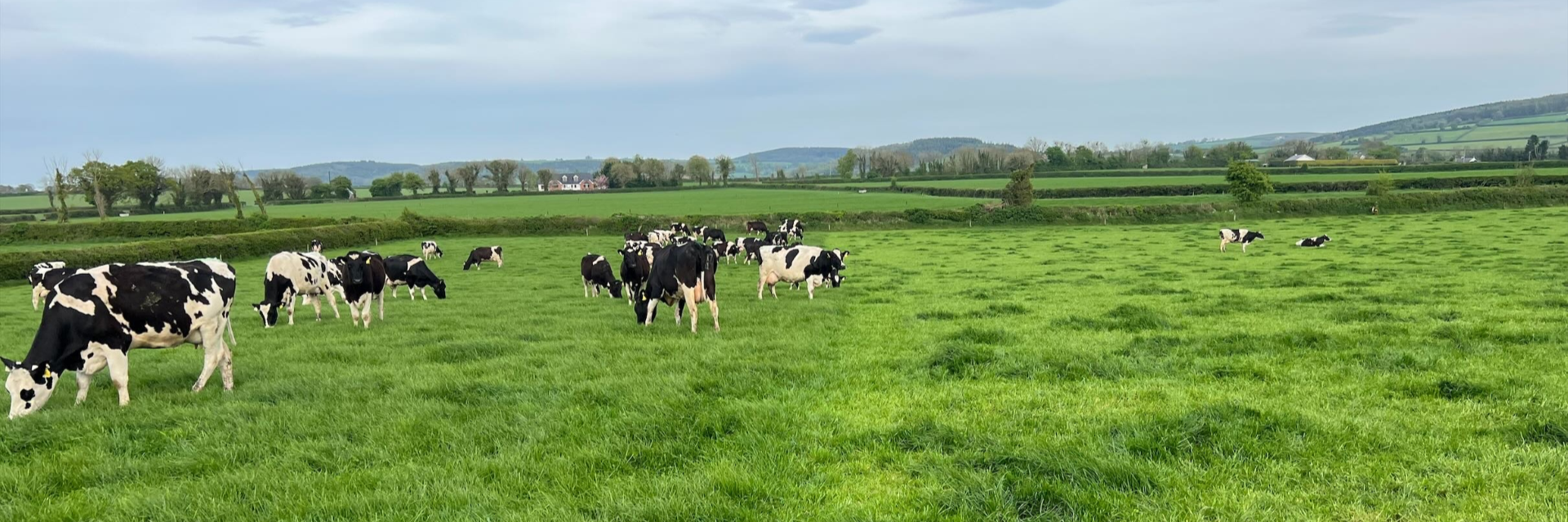 På Irland flyttas djuren till nytt bete två till tre gånger per dag. Skillnaden på den nya fållan (till vänster) och den föregående (till höger).