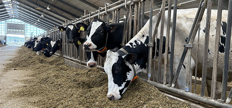 Alla kor har en transponder för att mäta brunster, hälsodata och position. Foto: Växa Kor i ladugård, holstein i stall vid foderbord