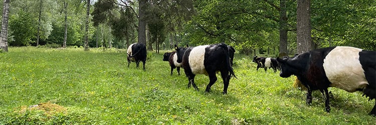 Bild på svartvita Belted Galloway-kor på betet