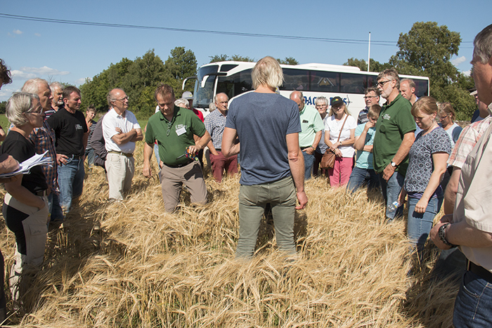 Svenska Vallföreningen arrangerade i år sitt sommarmöte på Öland. Hos Åke Johansson på Lilla Hult var det insådd och etablering av vall som var i fokus. Foto: Lisbeth Karlsson. 