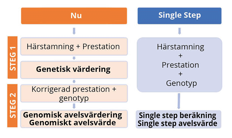metod-genomisk-avelsvardering.png
