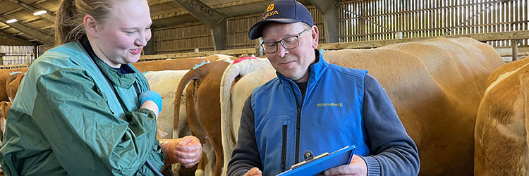 Husdjurstekniker Julia Nilsson och Stefan Nilsson, ägare av Rönninge Simmental & Charolois. Bild på husdjurstekniker och lantbrukare inför en dräktighetsundersökning