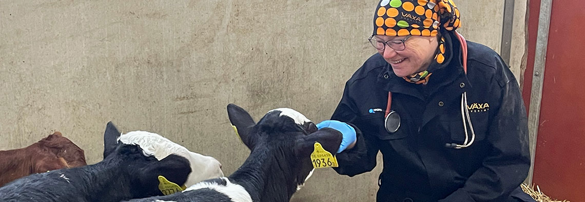 Kalvar och Växa-veterinär