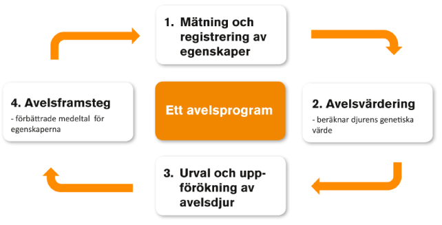 Våra avelsmål och vad vi vil föärndra i fyra steg