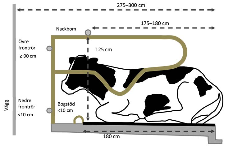 Riktvärden för justering av befintliga liggbås till mjölkkor