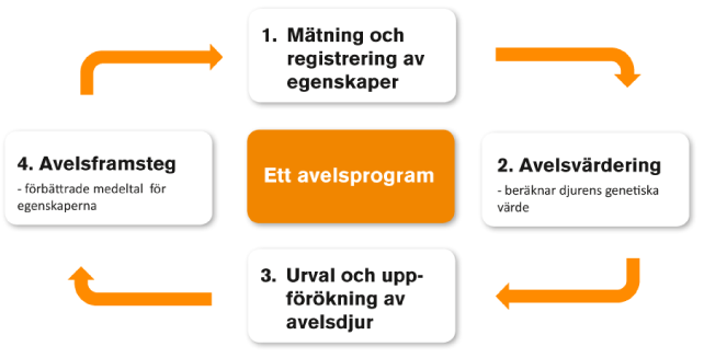 Våra avelsmål och vad vi vil föärndra i fyra steg