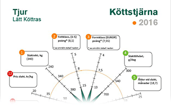Köttstjärnan hjälper dig att analysera nuläget Köttstjärnan hjälper dig att analysera nuläget